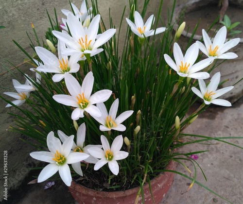 White lily flowers in claypot