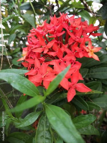 red flowers in garden