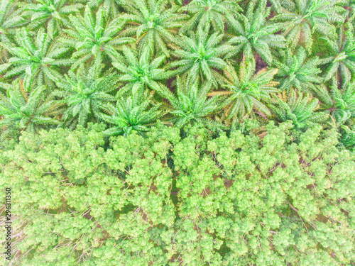 Palm oil plantation field aerial view scene