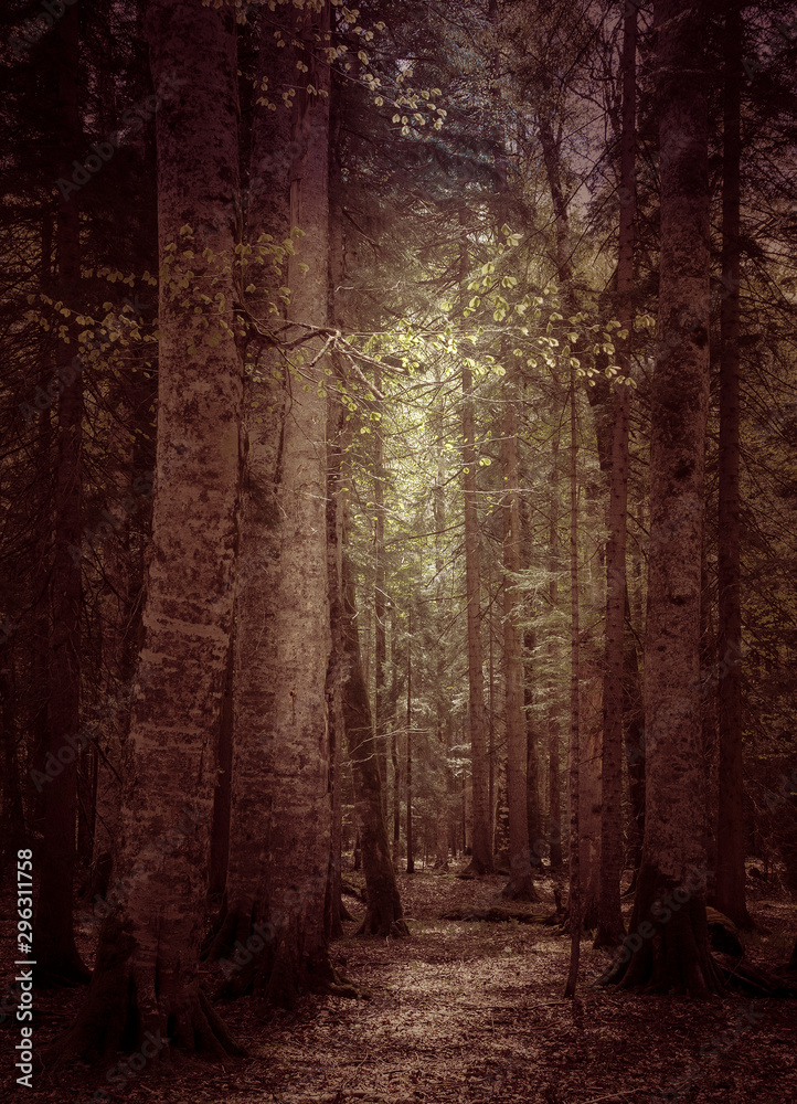 Obraz premium Beautiful caucasus forest