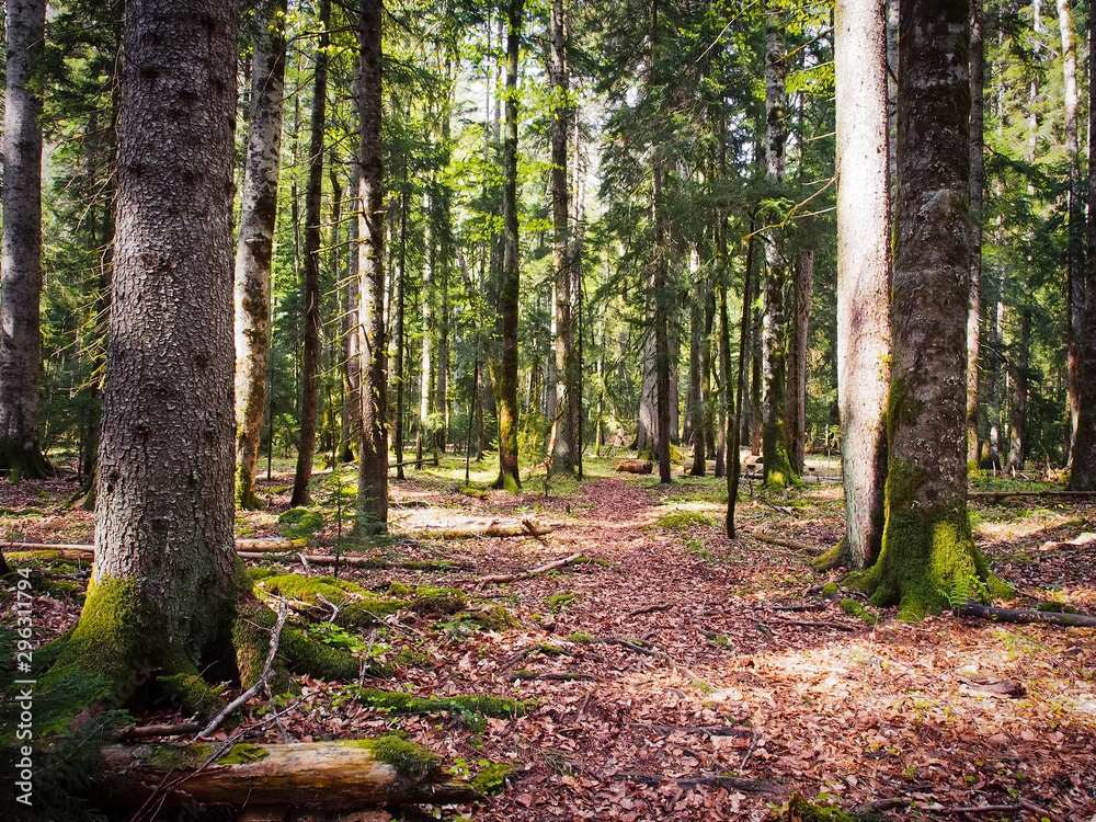 Fototapeta premium Beautiful caucasus pine forest, Russia