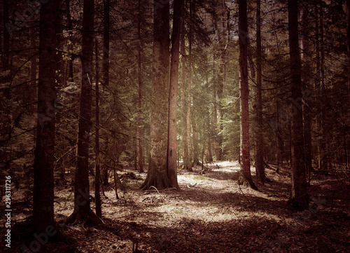 Beautiful caucasus forest