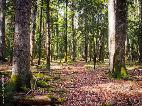 Beautiful caucasus pine forest, Russia photo