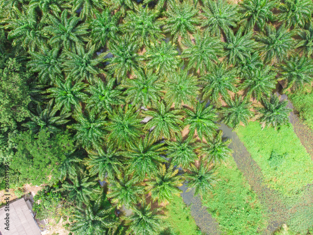 Palm oil plantation field aerial view scene Palm oil plantation field aerial view scene