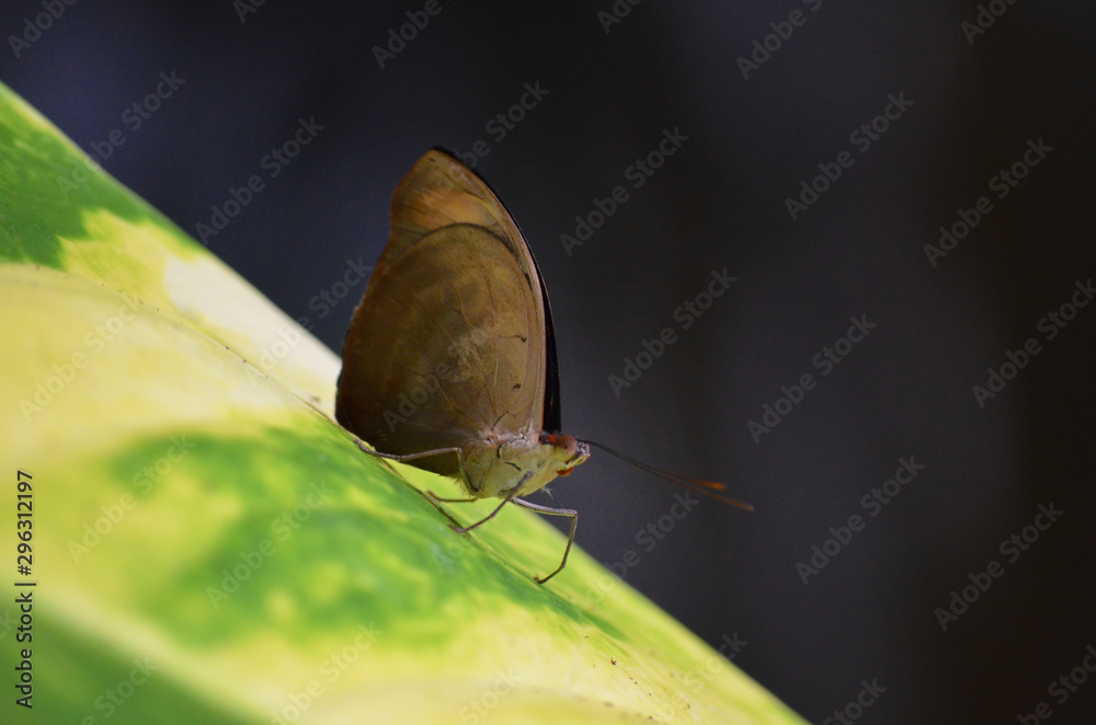 Obraz premium Schmetterling