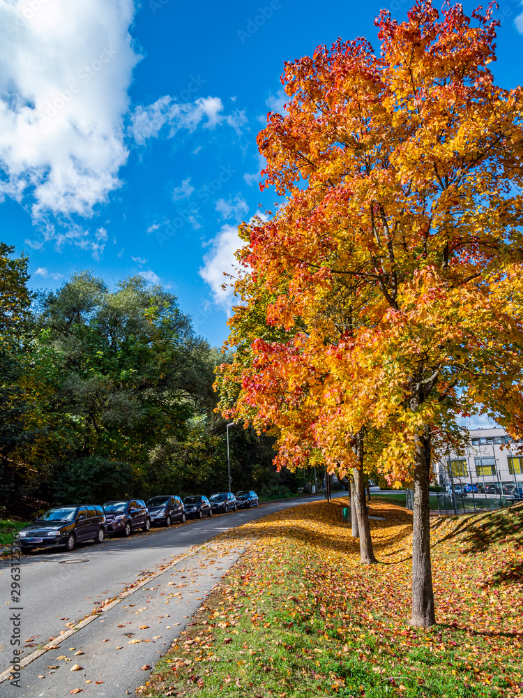 Naklejka premium Bunte Baum Allee im Herbst
