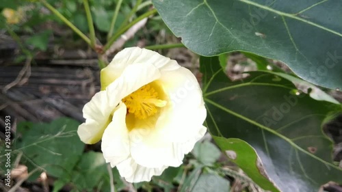 White Calla lily is a large trumpet shaped flower that rests upon a long and smooth stem and symbolizes 'magnificent beauty'. These white or creamy lilies are well known for its astonishing beauty and