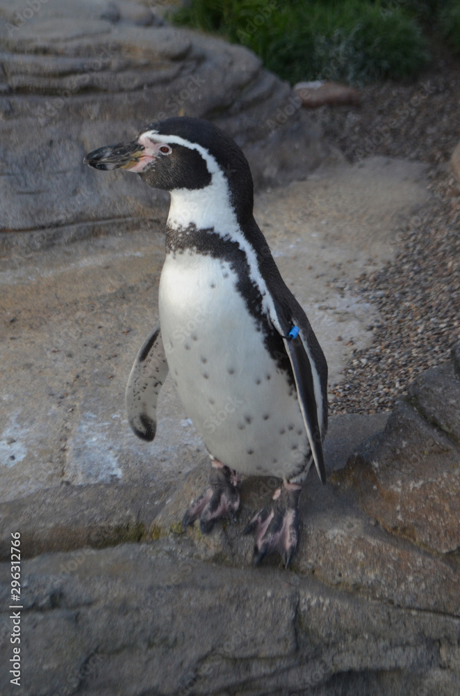 Naklejka premium Pinguin