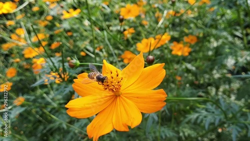 Bees start making honey, which is their food, by visiting flowers. They collect a sugary juice called nectar from the blossom by sucking it out with their tongues. They store it in what's called their