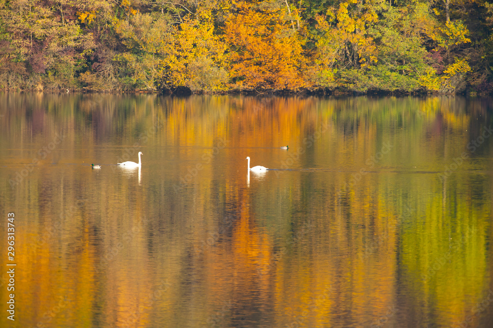 Golden autumn trees and lake. Autumn landscape, sunny morning. Golden autumn trees and lake. Autumn landscape, sunny morning.
