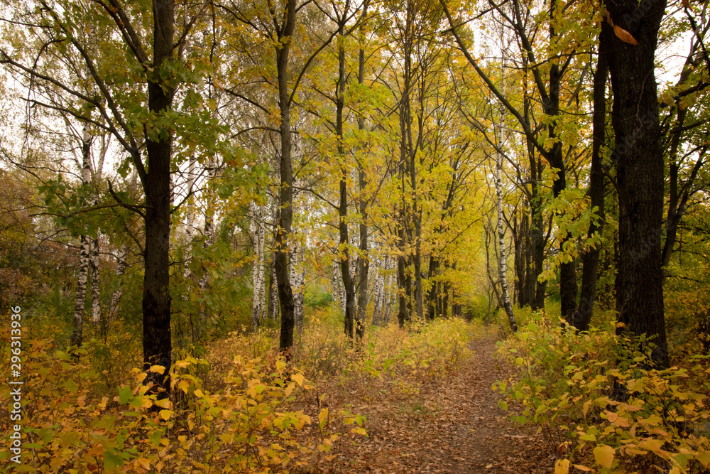 Fototapeta premium Autumn landscape