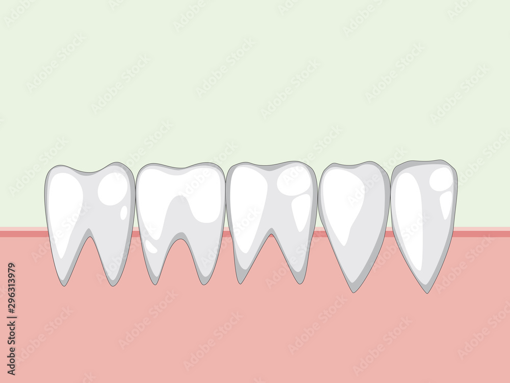 Vector white healthy teeth in the gum Vector white healthy teeth in the gum
