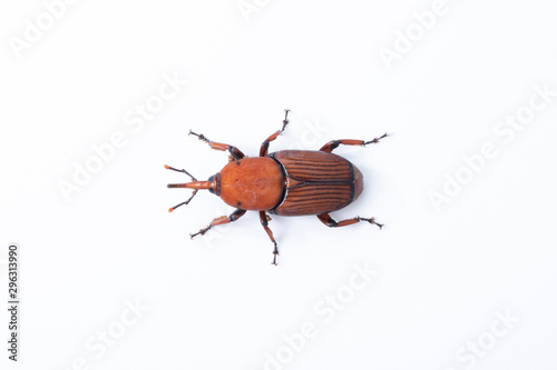 Red palm weevil insect destroy coconut tree on white background photo