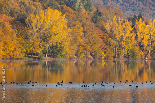 Golden autumn trees and lake. Autumn landscape, sunny morning.