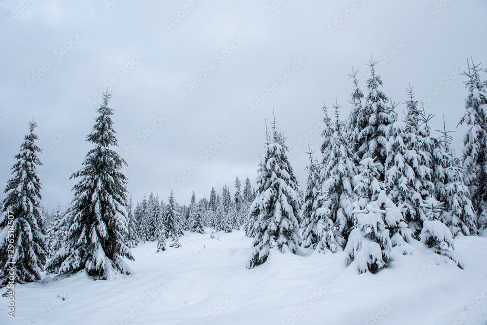 Winter trees covered with fresh snow