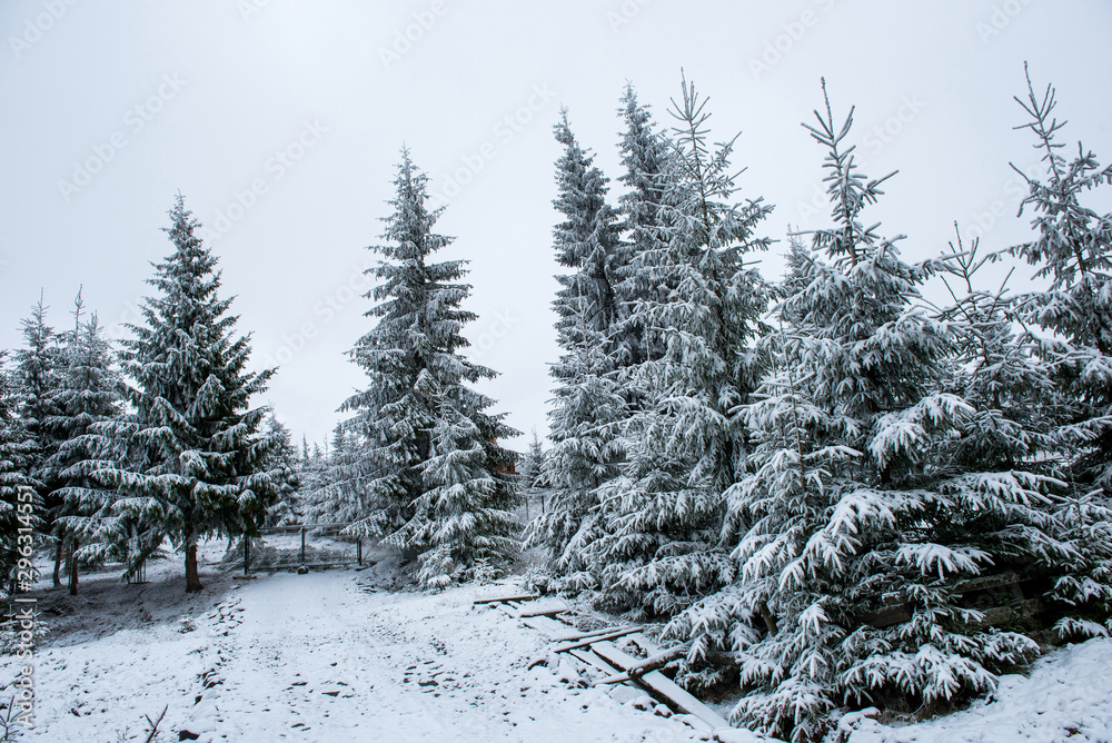 Christmas background, snow covered forest in winter Christmas background, snow covered forest in winter