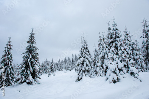 Winter trees covered with fresh snow © salajean