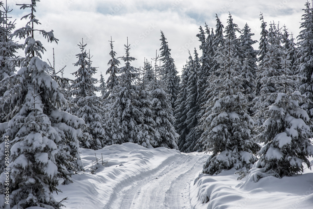 Obraz premium Winter trees covered with fresh snow