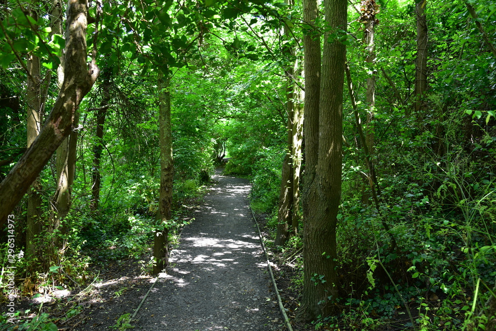 Woodland Pathway Woodland Pathway