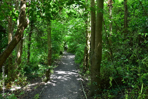 Woodland Pathway