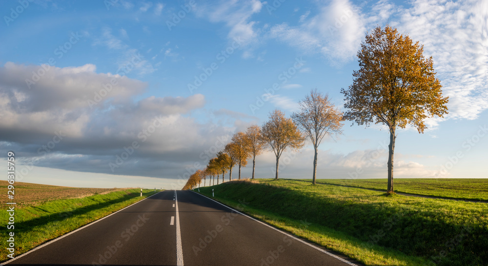 Fototapeta premium asphalt road in a row of autumn trees running through autumn fields