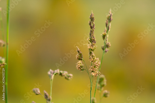 Cocksfoot meadow grass on blurred background