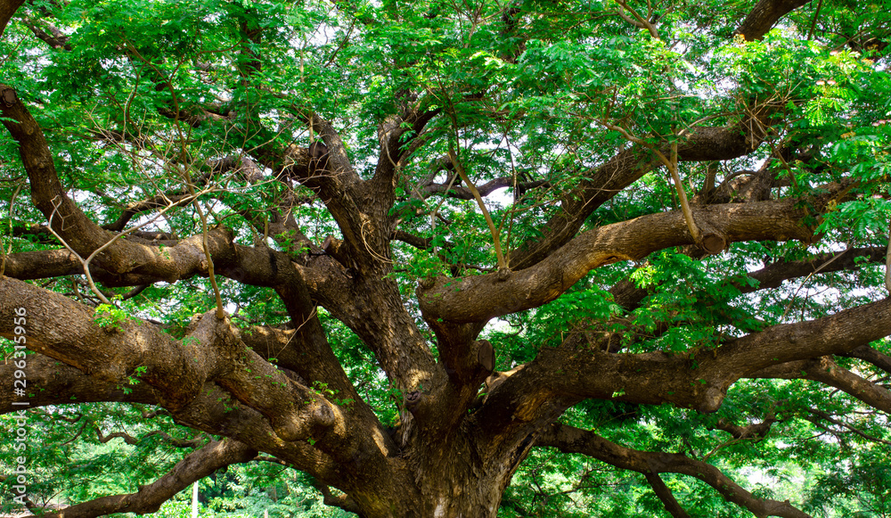 Monkey Pod Tree Monkey Pod Tree
