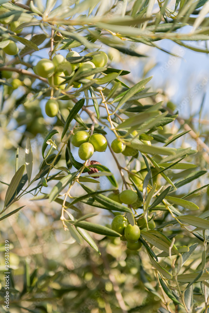 Close up of Olive Trees Growing in Grove Close up of Olive Trees Growing in Grove