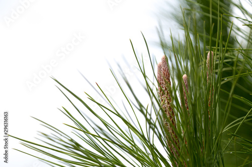 Green plant with long needles and elongated cones