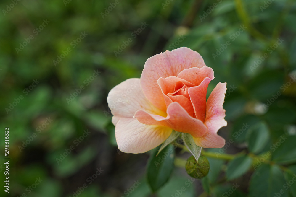 Peach colored rose just beginning to bloom.