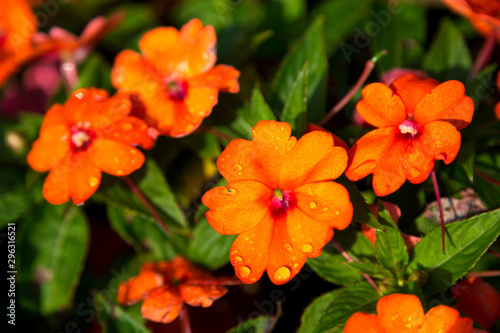Orange flowers with drops of water on the flowers