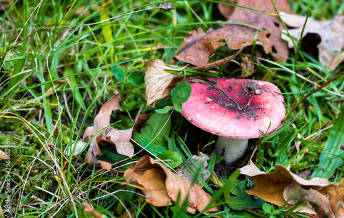 Red mushroom growing in the grass during autumn among fallen leaves. Simple autumn background.