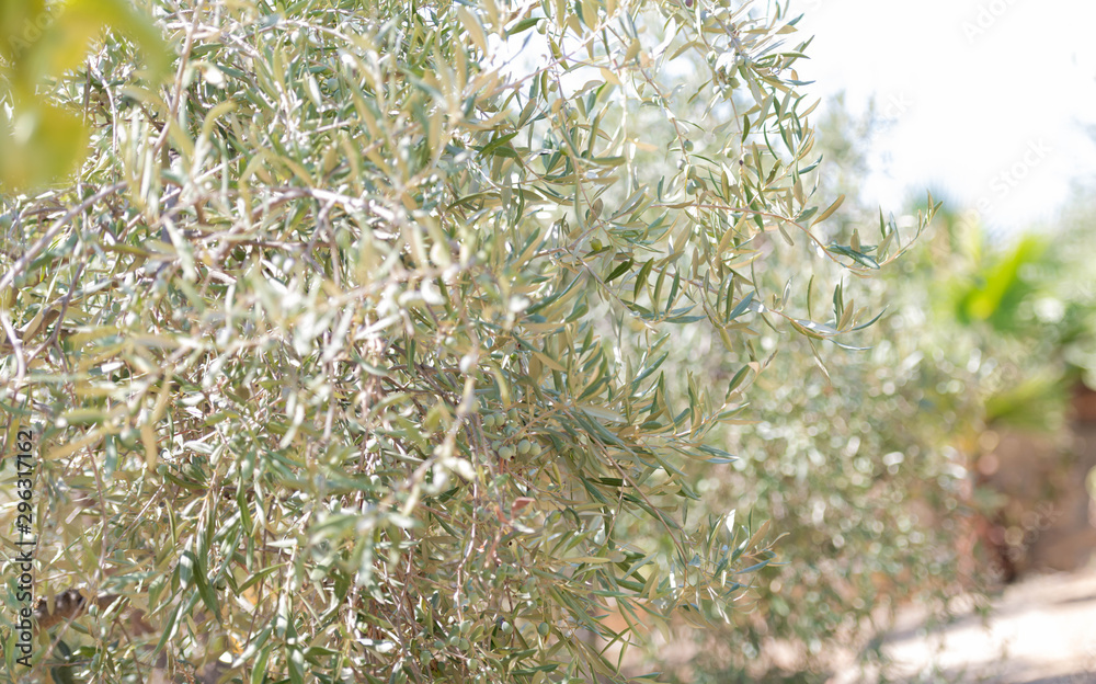 Close Up of Olives Growing on Trees on Summer Close Up of Olives Growing on Trees on Summer