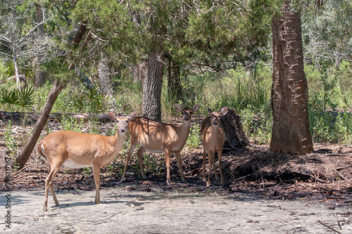 white tail deer in wild near pond