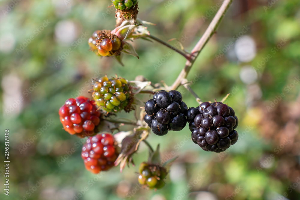 bunch of ripe and unripe blackberries on a bush in the garden