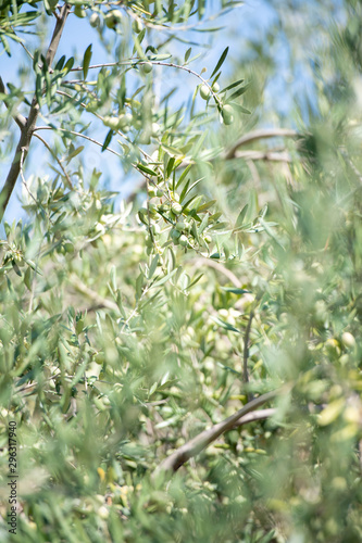 Wallpaper Mural Close Up of Olives Growing on Trees on Summer Torontodigital.ca