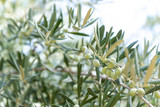 Close Up of Olives Growing on Trees on Summer