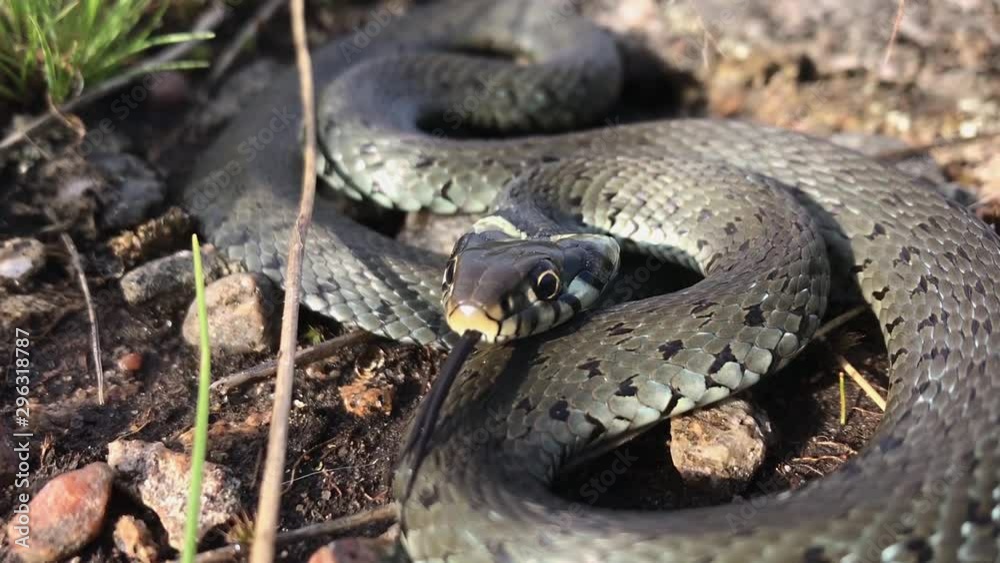grass-snake natrix natrix attacks in Swedish nature grass-snake natrix natrix attacks in Swedish nature