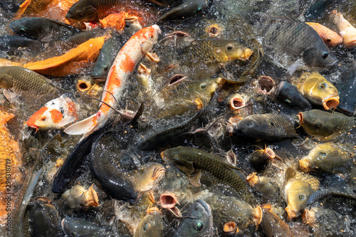 Carp and catfish feeding