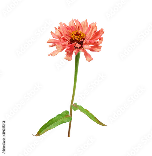 pink blooming zinnia bud on a green stem with a leaf