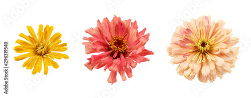 set of blooming zinnia buds isolated on white background