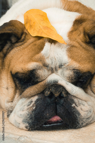 english bulldog with autumn leaf