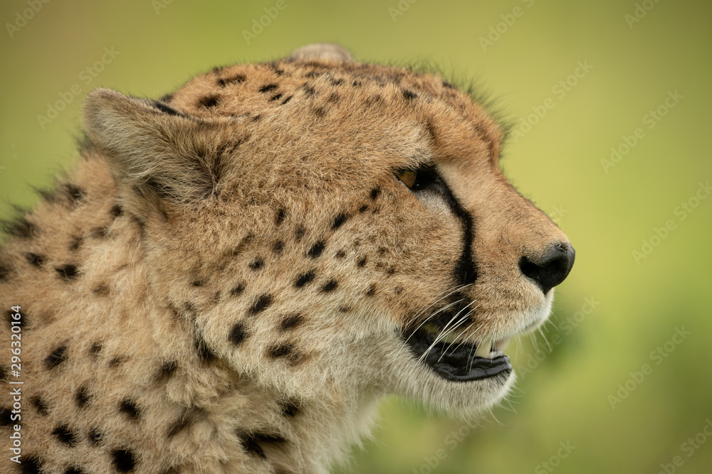 Close-up of cheetah head against blurred background Close-up of cheetah head against blurred background