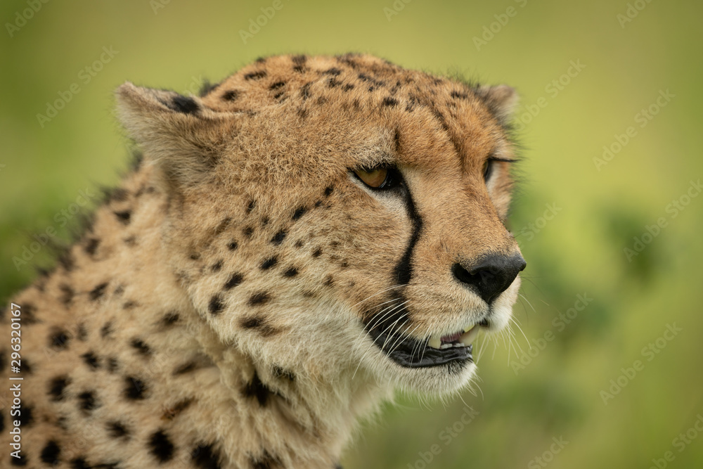 Close-up of cheetah head against grassy background Close-up of cheetah head against grassy background