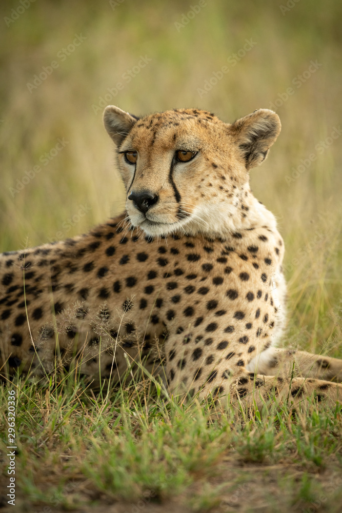Close-up of cheetah in grass looking round Close-up of cheetah in grass looking round
