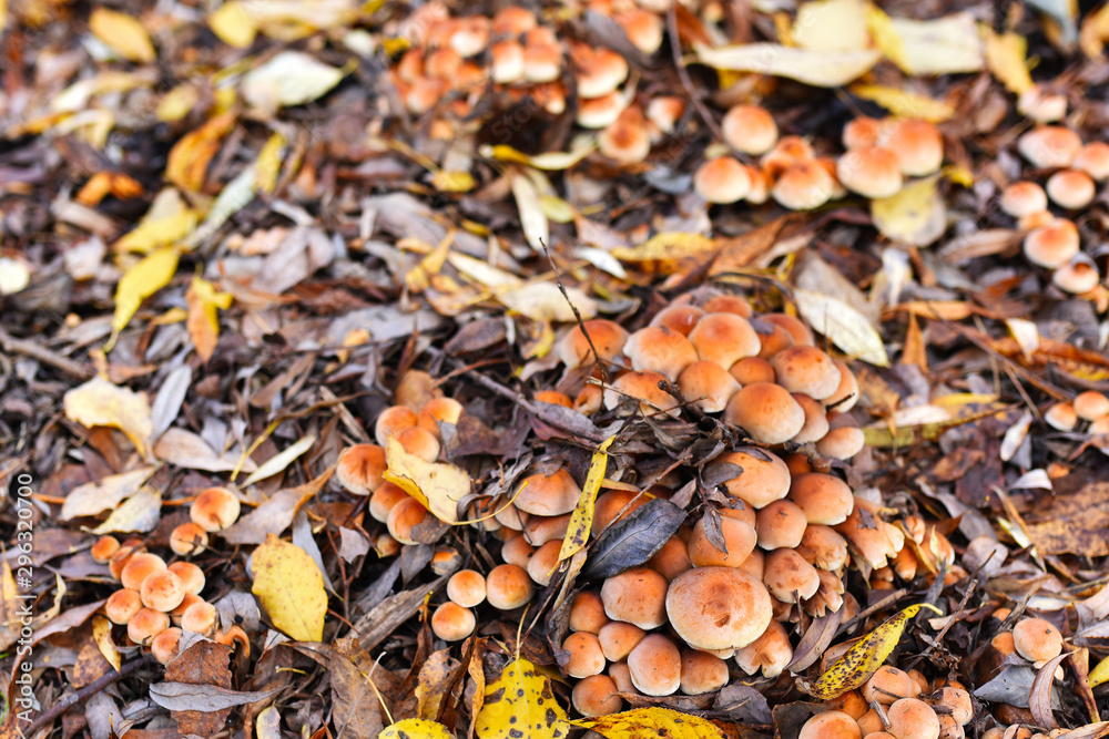 many mushrooms in the autumn forest in the fallen leaves many mushrooms in the autumn forest in the fallen leaves