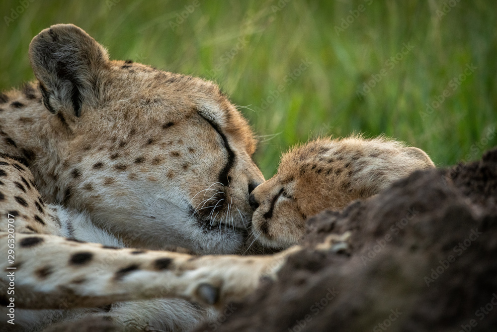 Close-up of cheetah nuzzling cub in grass Close-up of cheetah nuzzling cub in grass