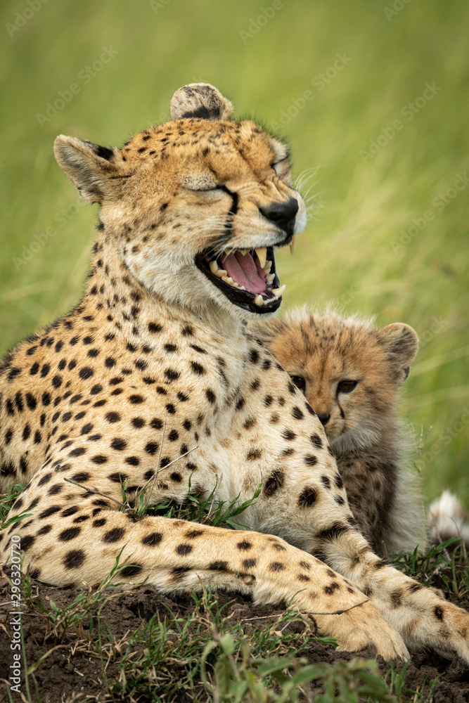 Close-up of cheetah lying yawning with cub Close-up of cheetah lying yawning with cub