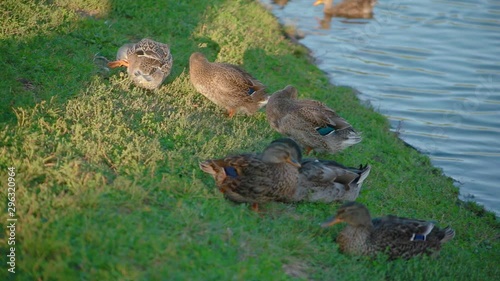 Close up family of beautiful ducks sleeping on green grass on lake shore