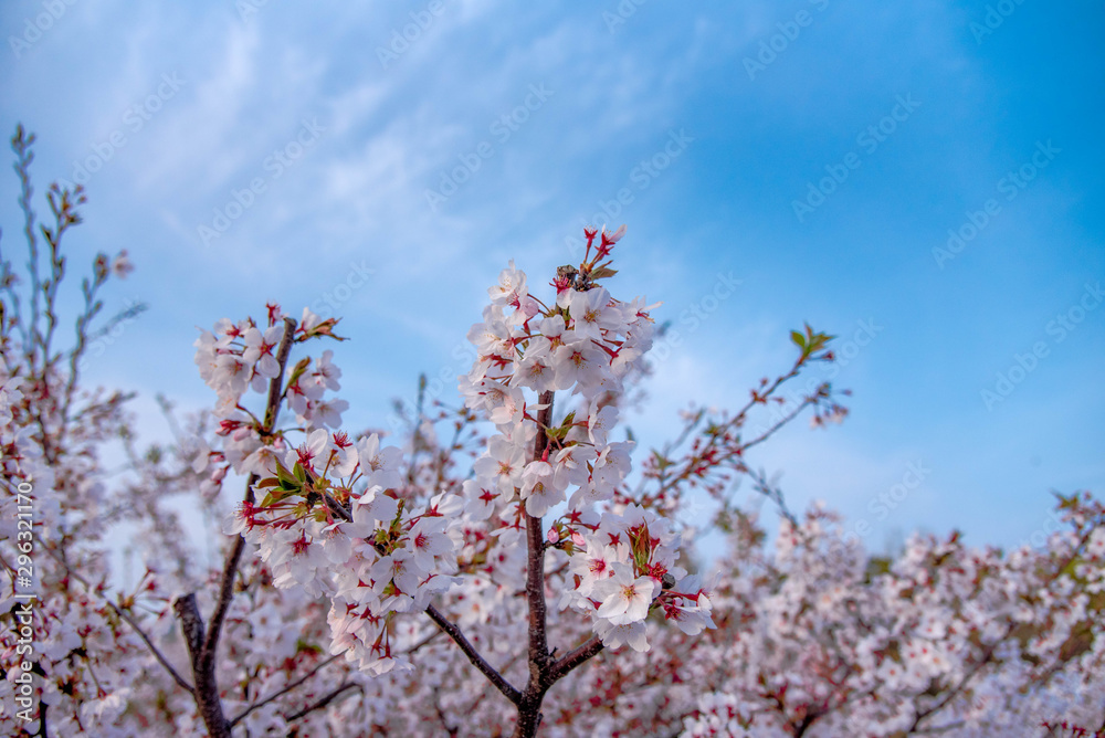 Sakura Sakura